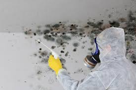 Best Mold Damage Restoration in Salina, UT